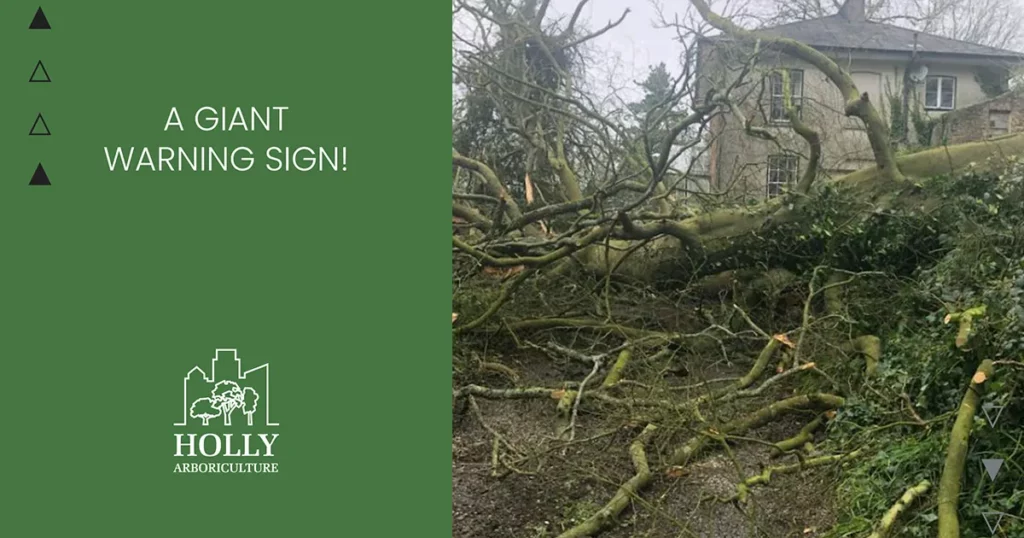 tree warning sign