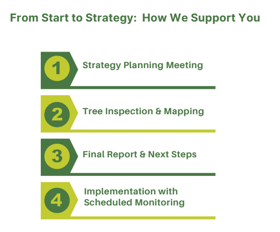 Graph showing the 4-step process to implement a Tree Risk Management Strategy with Holly Arboriculture in Ireland: Planning, Survey, Reporting, and Implementation with Scheduled Monitoring