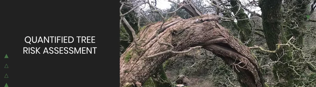 Storm-damaged tree with broken branches highlighting the need for a Tree Risk Management Strategy.