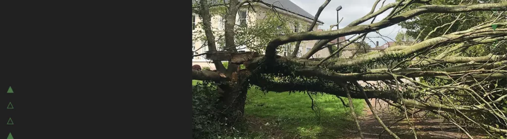 tree condition and safety