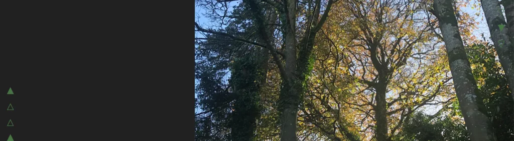tree impact assessment