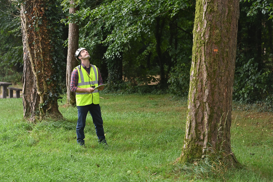 tree inspection Holly Arboriculture Ireland