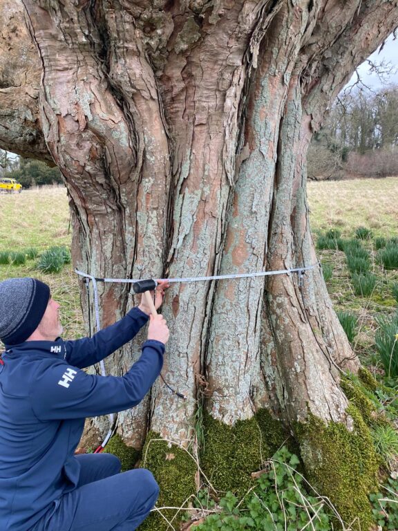 Paul Holly placing the calipers on the tree trunk to begin the tomograph assessment, a non-invasive method for detecting internal decay.