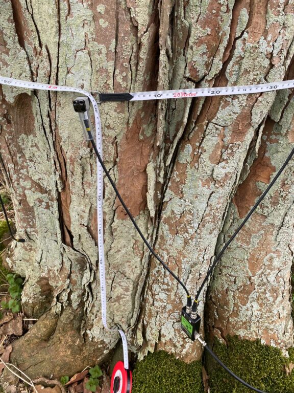Close-up of the tomograph sensors attached to the tree, ensuring precise placement for an accurate reading of internal structure.