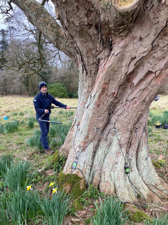 Paul Holly activating the tomograph system, sending sound waves through the tree to assess its internal condition without causing damage.