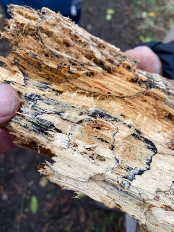 Tree decay example – piece of decayed wood held by Paul Holly during tree risk assessment