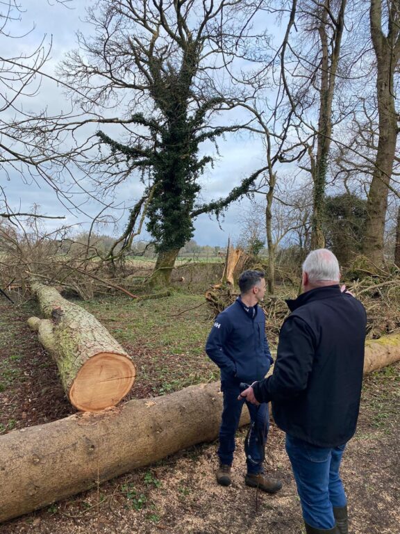 Arborist and Bob from irishtrees.ie walkthrough on estate after storm – assessing trees for safety and future risk