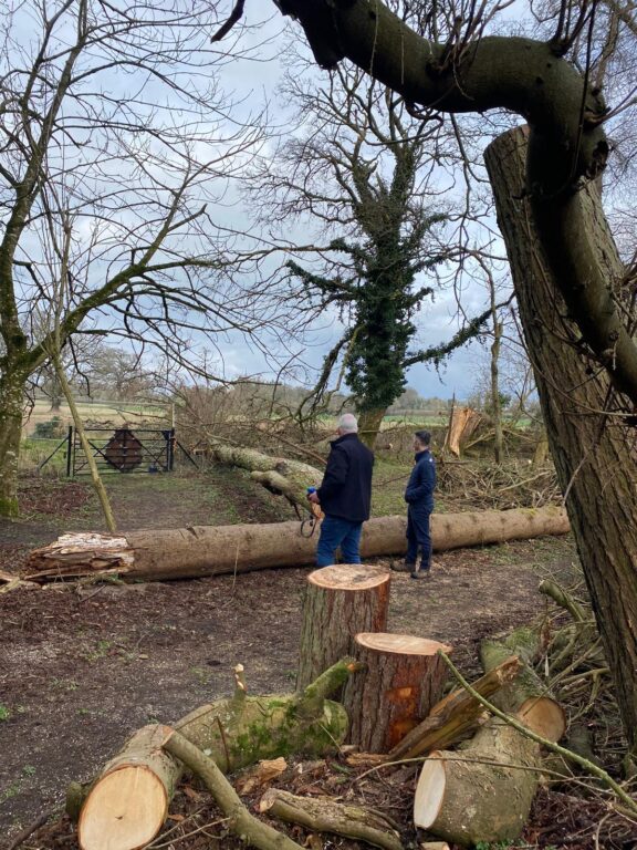 What Is Tree Decay and How Can You Spot It Before It’s Too Late? 8 Post-storm site walkthrough in woodland area where multiple trees fell and required cutting for safety and clearance.