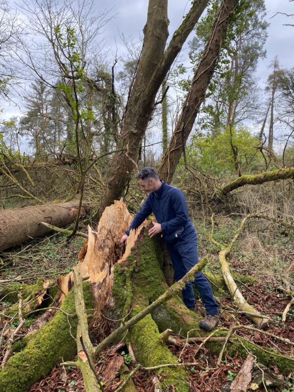 Arborist walkthrough on estate after storm – assessing trees for safety and future risk