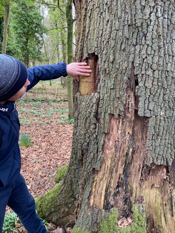 What Is Tree Decay and How Can You Spot It Before It’s Too Late? 5 Tree trunk showing signs of decay being inspected by arborist during a tree risk assessment.