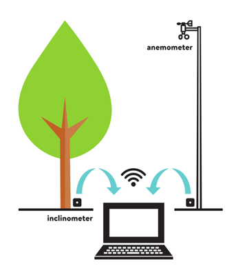 A graph illustrating the process of tree stability assessment, showing the tree, collected data points, and computer analysis. The diagram visually represents how measurements from the tree are processed to evaluate structural integrity.