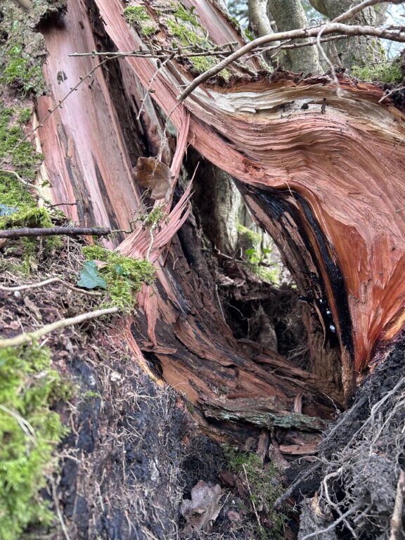 Storm Damage at Dunsany – Tree Safety in Action