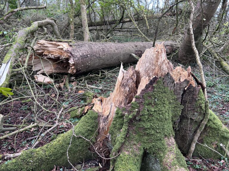 What Is Tree Decay and How Can You Spot It Before It’s Too Late? 2 Fallen mature tree at Dunsany Castle after storm – example of storm damage and tree safety concerns