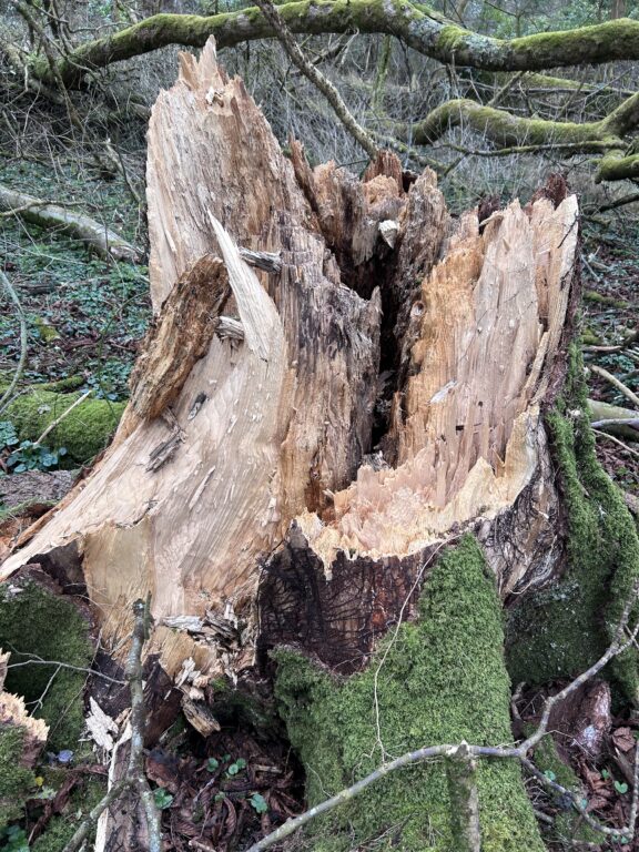 Fallen tree trunk showing extensive internal decay – a clear example of hidden structural weakness