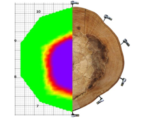 What Is Tree Decay and How Can You Spot It Before It’s Too Late? 14 3D tomograph map displaying the internal health of a tree, with colour-coded sections indicating areas of sound wood, decay, or structural weakness.