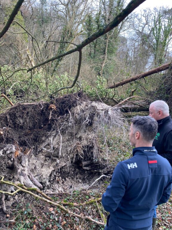 Arborist in Dunsany Estate with Irishtrees.ie walkthrough on estate after storm – assessing trees for safety and future risk