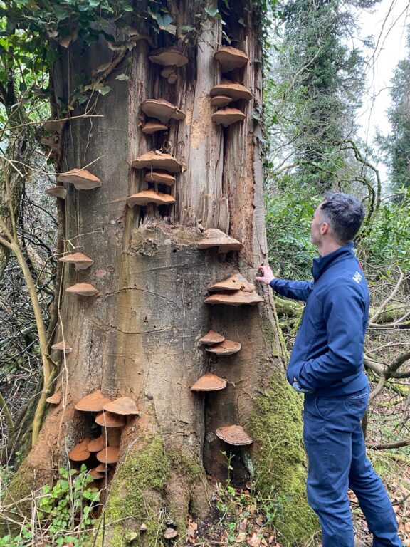 Paul Holly inspecting the trunk of a mature tree showing visible fungal growth, checking for signs of internal decay.