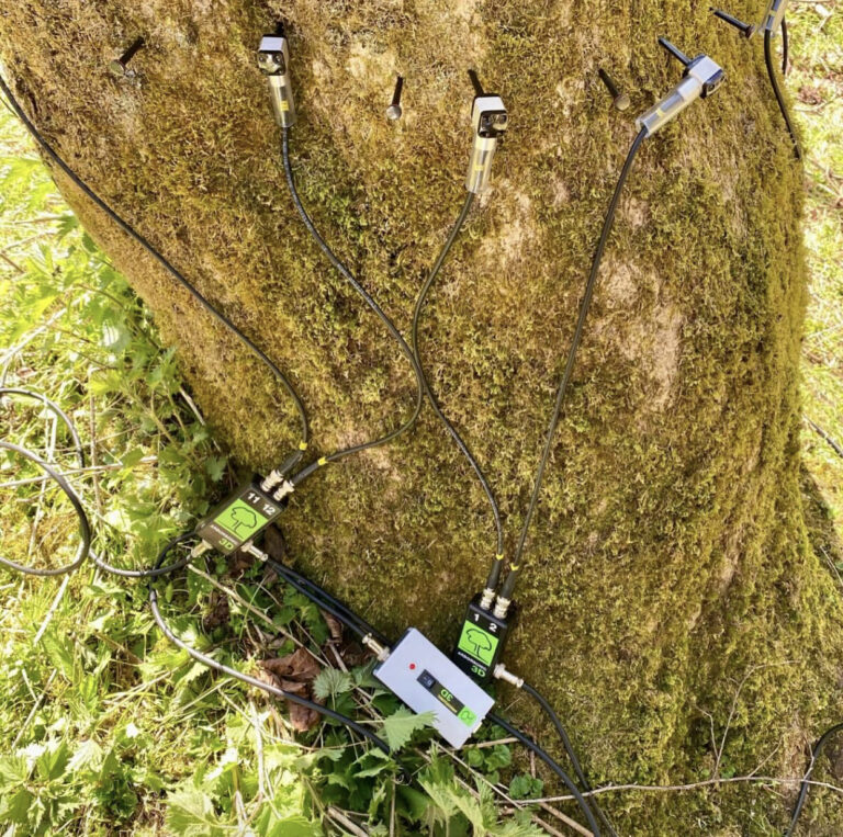 Arborsonic sensors set up around a tree during the Arborist Apprenticeship in Ireland, used to demonstrate how internal decay is detected non-invasively.