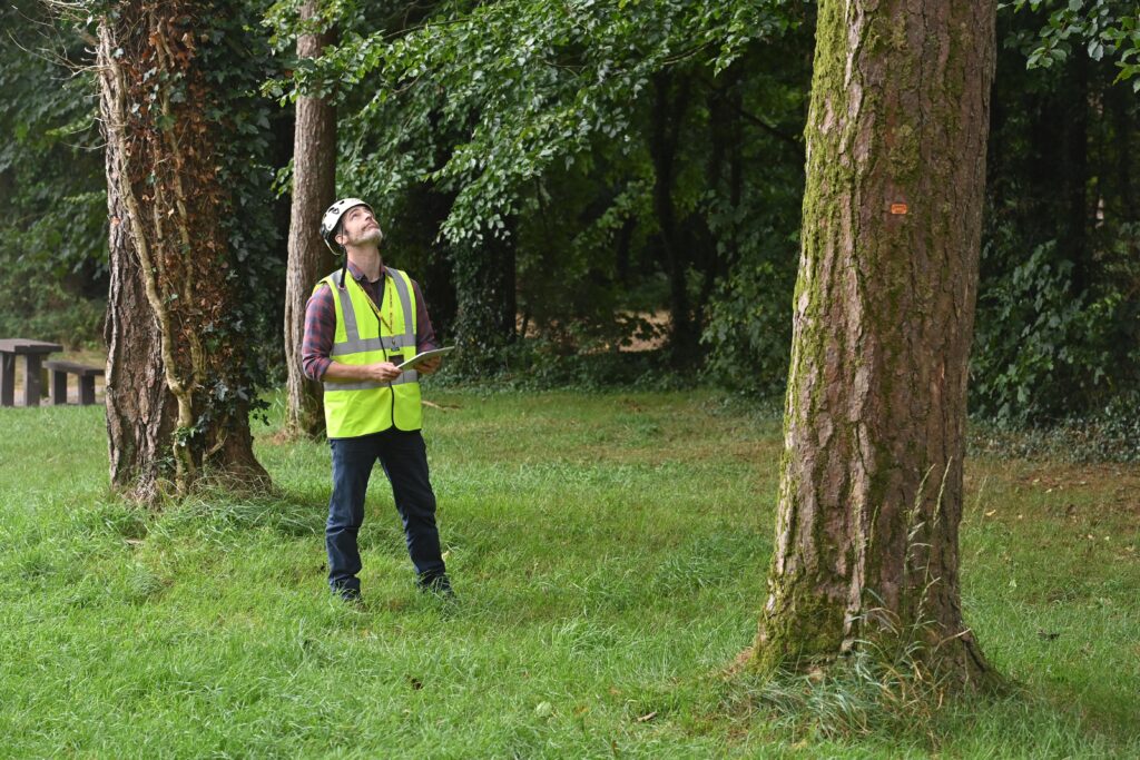 Qualified consulting arborist assessing tree health — what does an arborist actually do