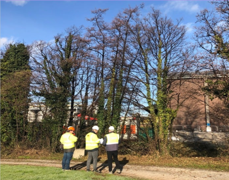 Project Arborist supervising tree protection during construction in Ireland