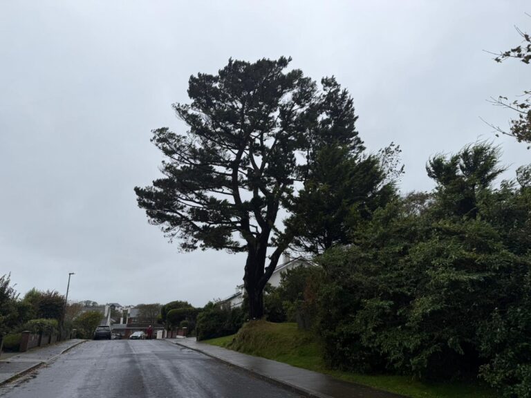 A mature Austrian pine undergoing root stability testing during Storm Amy, with an inclinometer attached at the base to measure movement.