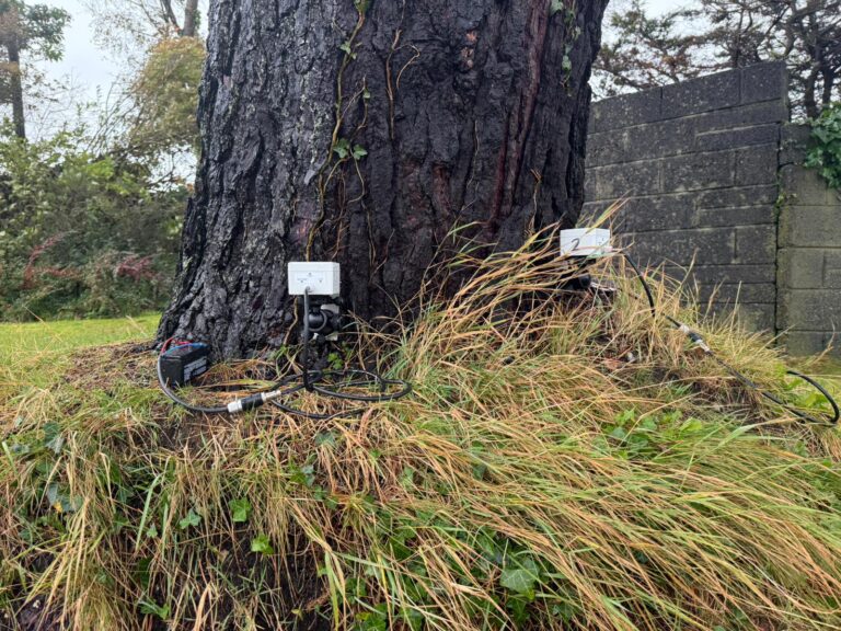 A mature Austrian pine undergoing root stability testing during Storm Amy, with an inclinometer attached at the base to measure movement.