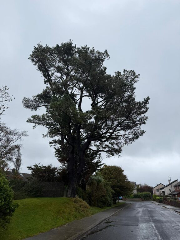 A mature Austrian pine undergoing root stability testing during Storm Amy, with an inclinometer attached at the base to measure movement.